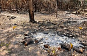 Proprietário de área privada onde teve início o incêndio que atingiu o Parque Estadual da Serra Azulde é multado em R$ 80 milhões