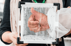 Brasil ganha segunda fábrica de mosquitos para combater dengue