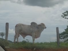 ÚLTIMAS COTAÇÕES: arroba do boi gordo atinge R$ 300,74 em Mato Grosso com oferta limitada e demanda aquecida