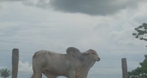 📰 Cotação do Boi Gordo em Colíder‑MT e Região: Preço da Arroba se Mantém Alto no Início de Dezembro