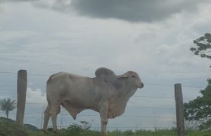 📰 Cotação do Boi Gordo em Colíder‑MT e Região: Preço da Arroba se Mantém Alto no Início de Dezembro