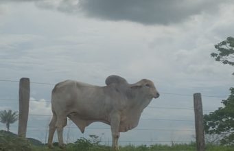📰 Cotação do Boi Gordo em Colíder‑MT e Região: Preço da Arroba se Mantém Alto no Início de Dezembro