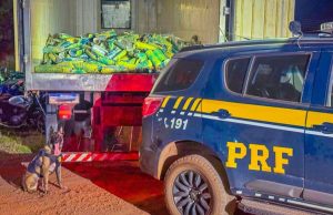 Polícia Rodoviária Federal apreende mais de uma tonelada de skunk em MT; maior apreensão da droga realizada no Estado em 2025