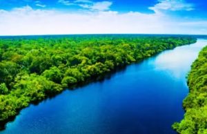 COP 30: veja os países que já doaram ao Fundo para Financiar Florestas Tropicais