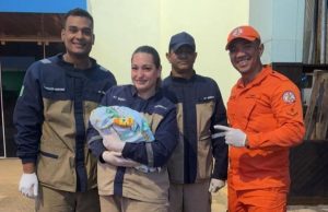 Gestante é socorrida pelos bombeiros e dá à luz dentro da viatura em cidade do Nortão de MT