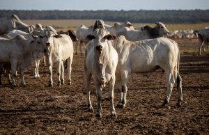 MONITORAMENTO SOCIOAMBIENTAL: AL/MT aprova Passaporte Verde e consolida MT como referência em pecuária sustentável