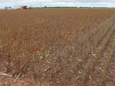 Produtores retêm soja e temem perdas na safra