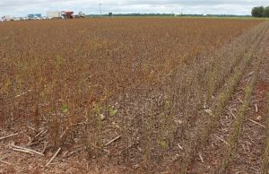 Produtores retêm soja e temem perdas na safra