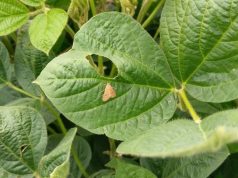 Soja mantém certa firmeza