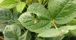 Soja mantém certa firmeza