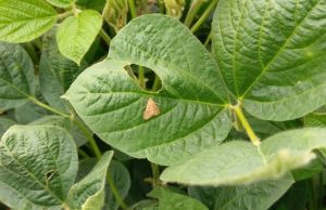 Soja mantém certa firmeza