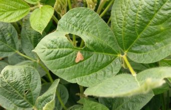 Soja mantém certa firmeza