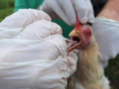 EM AVES DOMÉSTICAS: caso de gripe aviária é confirmado em MT