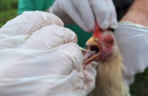 EM AVES DOMÉSTICAS: caso de gripe aviária é confirmado em MT