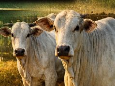 Últimas Cotações do Boi Gordo em Colíder (MT) e Região; confira