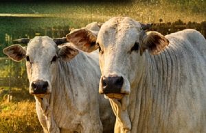 Últimas Cotações do Boi Gordo em Colíder (MT) e Região; confira