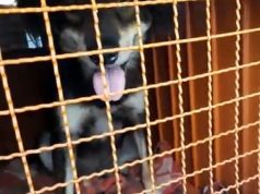 NORTE MT: homem é preso por maus tratos após manter cão trancado em container