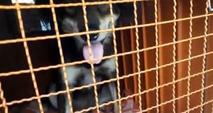 NORTE MT: homem é preso por maus tratos após manter cão trancado em container