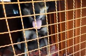 NORTE MT: homem é preso por maus tratos após manter cão trancado em container