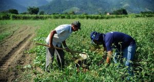 SAÍDA CRESCENTE DE JOVENS DO CAMPO: Especialista vê risco de envelhecimento rural