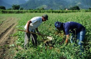 SAÍDA CRESCENTE DE JOVENS DO CAMPO: Especialista vê risco de envelhecimento rural