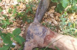 CRIME BRUTAL NO NORTÃO DE MT: preso suspeito de matar homem a golpes de picareta