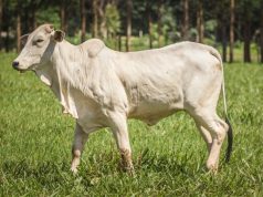 Mato Grosso registra maior novembro de abates