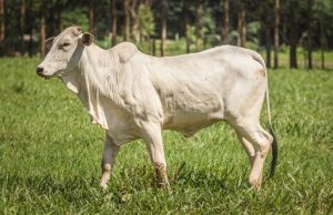Mato Grosso registra maior novembro de abates
