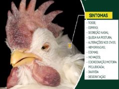 VÍDEO: Famato emite alerta após confirmação de novo foco de gripe aviária em Mato Grosso