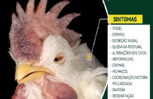 VÍDEO: Famato emite alerta após confirmação de novo foco de gripe aviária em Mato Grosso