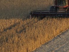 Centro-Oeste lidera produção de grãos, mas milho perde força com clima adverso