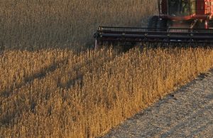 Centro-Oeste lidera produção de grãos, mas milho perde força com clima adverso