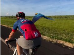 EXUBERÂNCIA DA NATUREZA: arara voa acompanhando ciclistas na rodovia