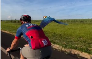 EXUBERÂNCIA DA NATUREZA: arara voa acompanhando ciclistas na rodovia