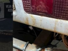 VÍDEO. Crime brutal: cachorra prenha amarrada e arrastada em traseira de caminhonete morre com seus 10 filhotes