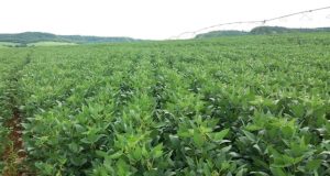 Como a soja iniciou a semana? Mato Grosso vive o momento mais crítico da safra