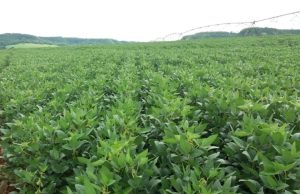 Como a soja iniciou a semana? Mato Grosso vive o momento mais crítico da safra