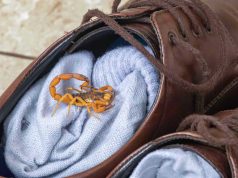 Se você costuma jogar água sanitária nos ralos para matar escorpiões, pare agora; entenda por que venenos podem multiplicar os escorpiões