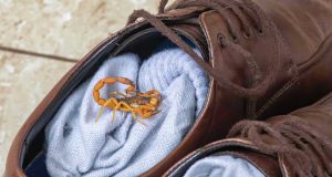 Se você costuma jogar água sanitária nos ralos para matar escorpiões, pare agora; entenda por que venenos podem multiplicar os escorpiões