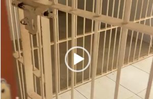 Preso foge do fórum durante audiência de custódia na manhã desta quarta-feira(07) no Nortão; vídeo