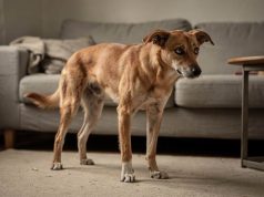 Você sabe quando seu cão está pedindo ajuda? Saiba quais os sinais corporais