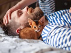 CIÊNCIA CONFIRMA: ter gato reduz risco cardíaco e fortalece saúde mental