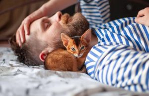 CIÊNCIA CONFIRMA: ter gato reduz risco cardíaco e fortalece saúde mental