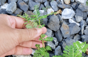 Folha de quebra-pedra será o 1º remédio fitoterápico do SUS