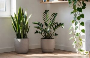 05 PLANTAS QUE EMBELEZAM SUA CASA SEM EXIGIR CUIDADO: estudo comprova que plantas de interior melhoram bem‑estar físico e mental