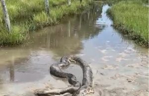 ABRAÇO DA MORTE: sucuri é flagrada “abraçando” bezerro em córrego; Vídeo