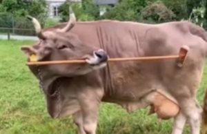 Verônica é a vaca que se coça com uma vassoura. VÍDEO