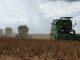Mato Grosso colhe quase 25% da soja e abre espaço para plantio da safrinha