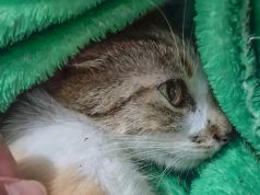 Mulher é presa após arremessar gata do 12º andar de prédio