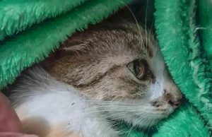 Mulher é presa após arremessar gata do 12º andar de prédio